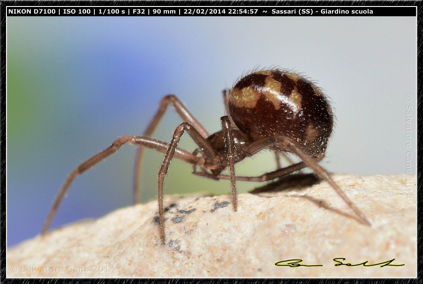 Steatoda grossa e Enoplognatha mandibularis - Sassari